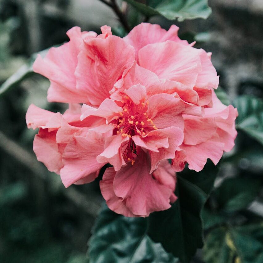 Pink Flower in Tilt Shift Lens